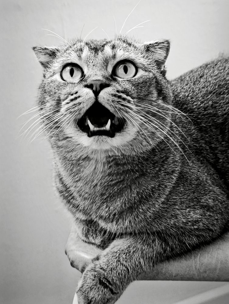 Разговор с котом