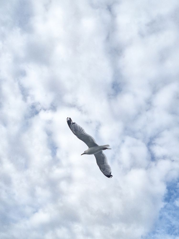 Фотография автора Пешков Егор