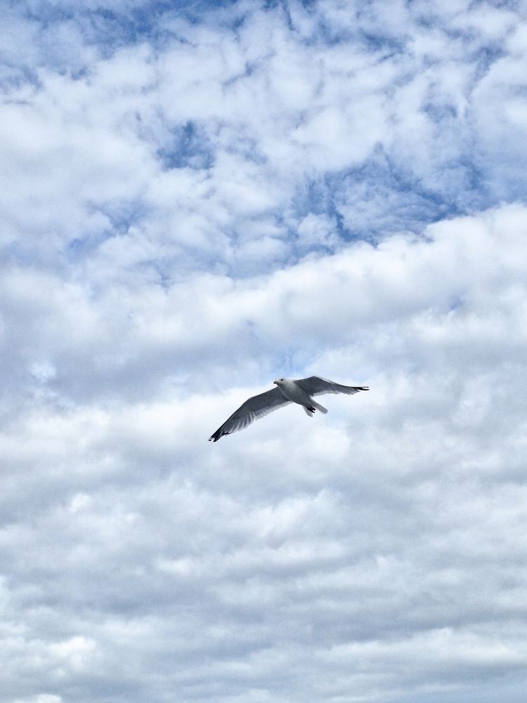 Фотография автора Пешков Егор