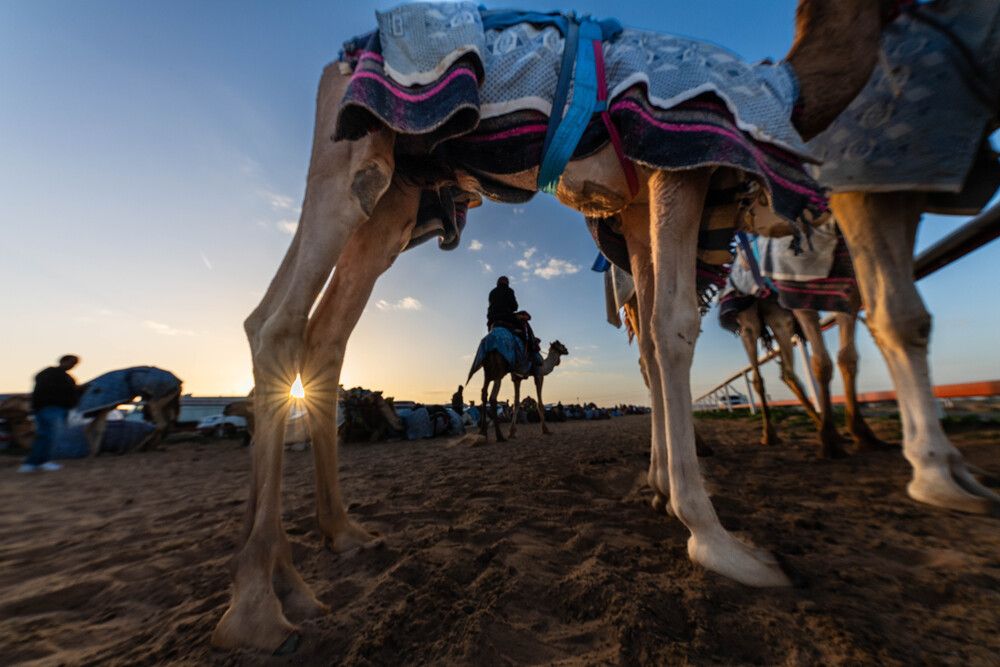 Camel race and preparations