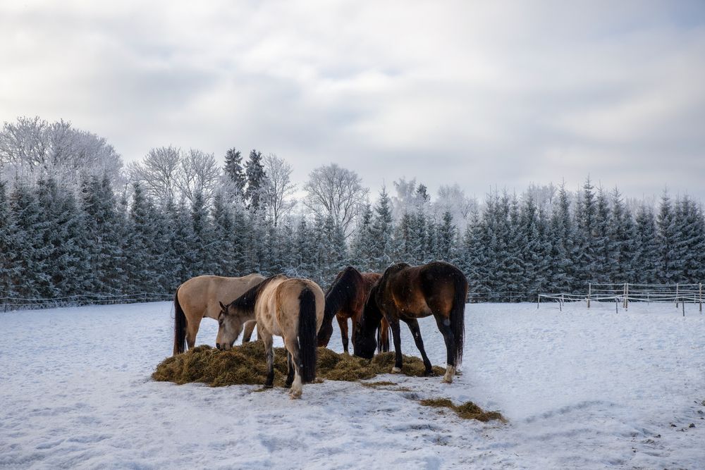 Silent Companionship