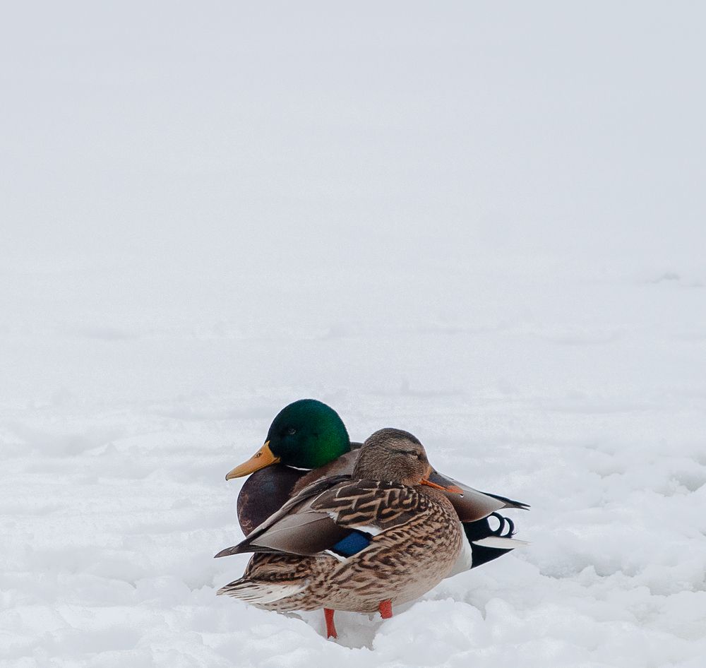 Photograph by Елена Фурашова