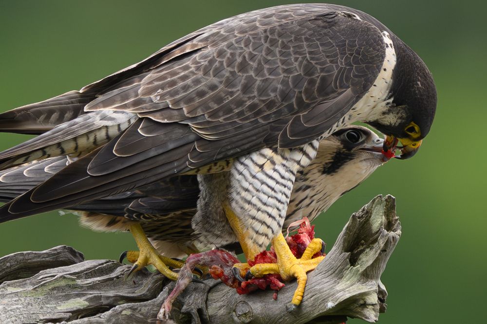 Photograph by Nonnie