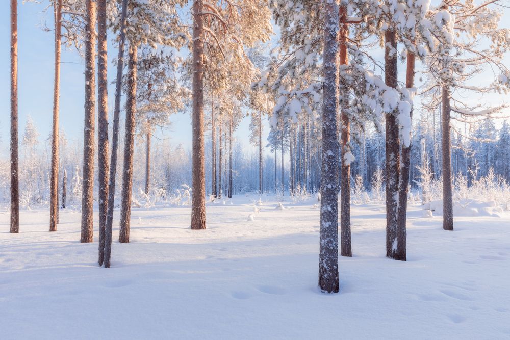 Фотография автора Иван Чаланов