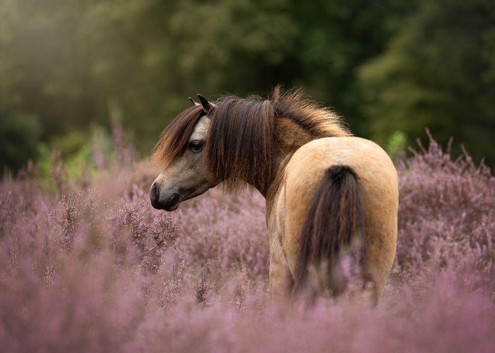 Photograph by Jettie Roest