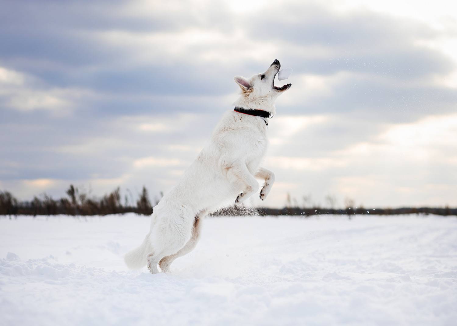 Photo #13284526
