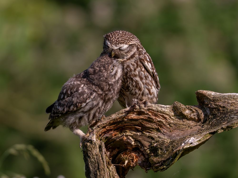 Фотография автора Дорн Оксана