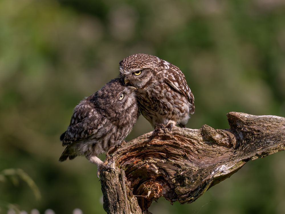 Photograph by Дорн Оксана