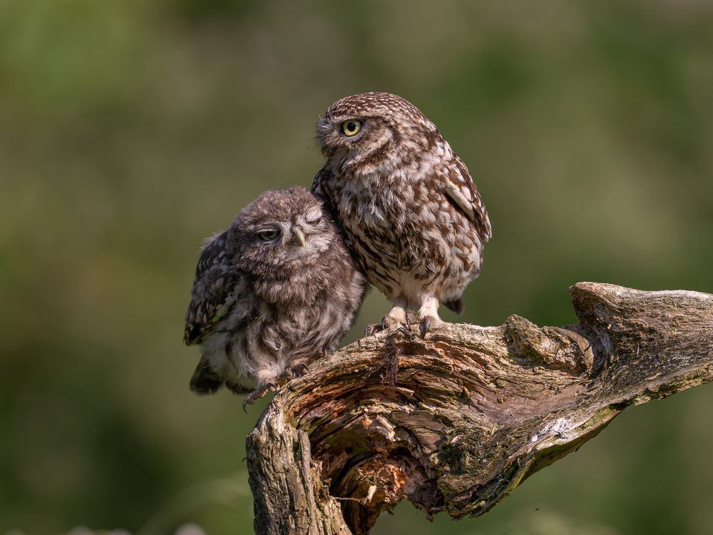 Фотография автора Дорн Оксана