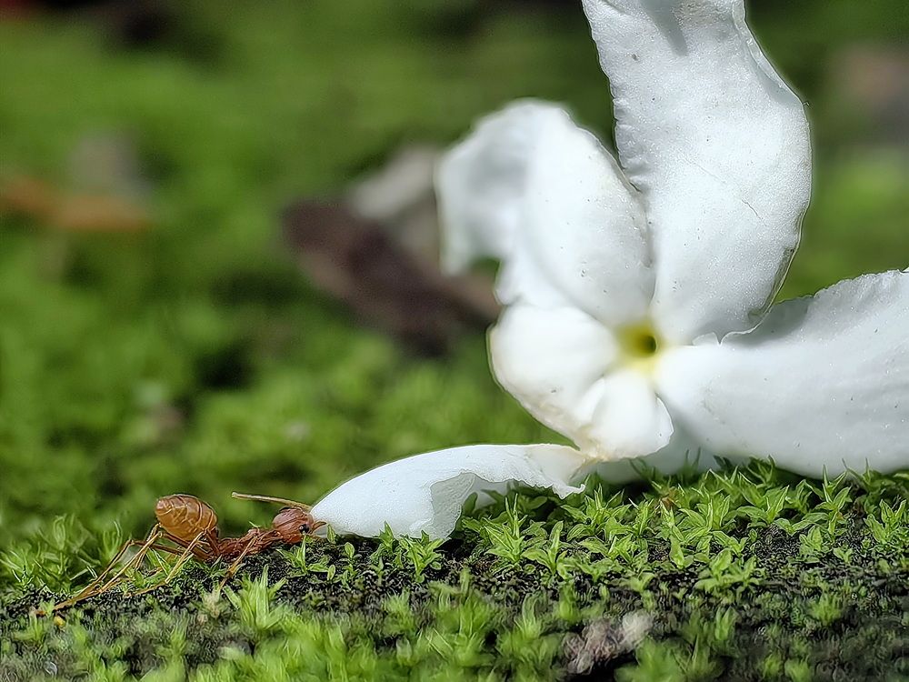 Photograph by Кристина Феминова