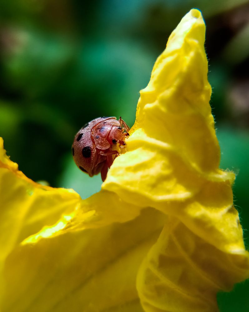 Photograph by Souvik Bhattacharyya
