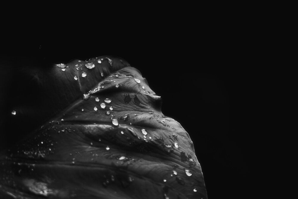 Wet Alocasia plant