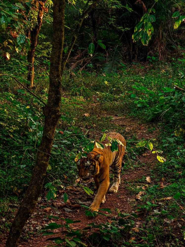 Photograph by Bandhav reddy Cheviti