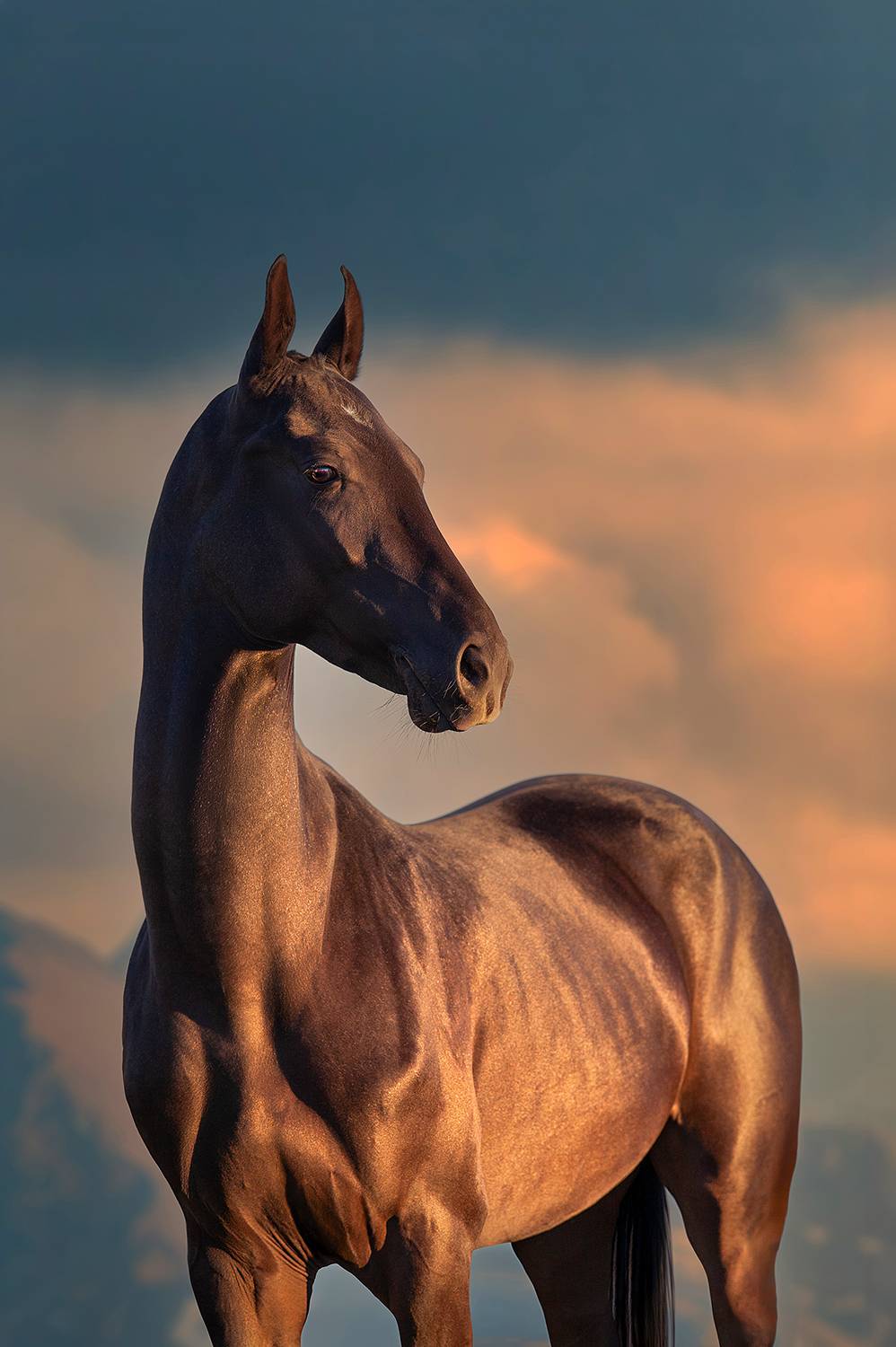 Золотой ветер