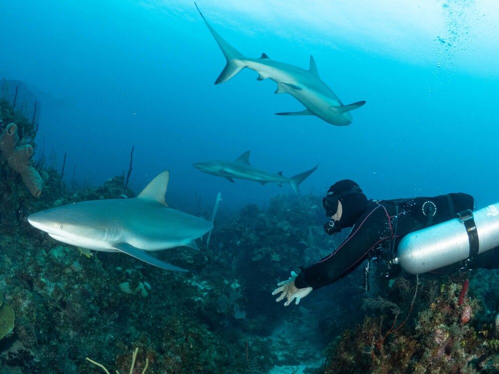 Photograph by Diogo Benchimol