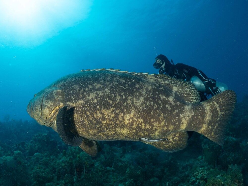 Photograph by Diogo Benchimol