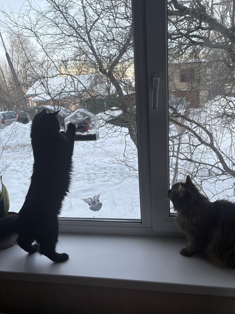 Фотография автора Catherine Shashkova