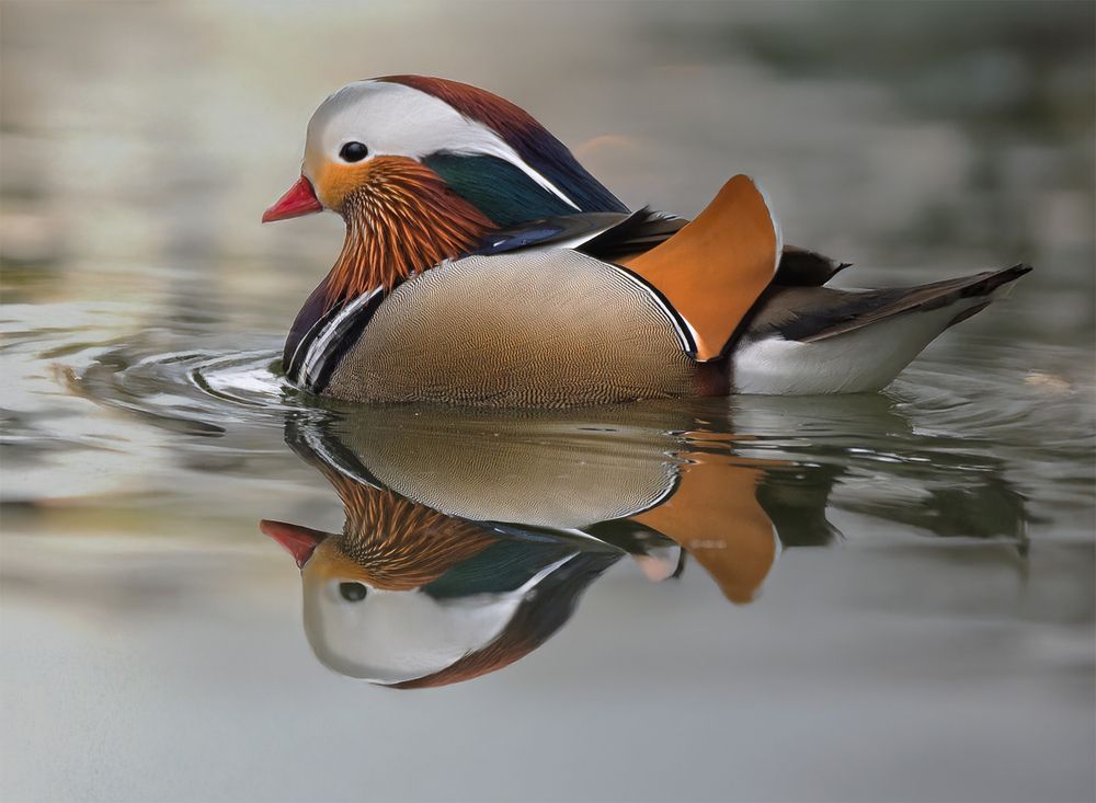 mandarin duck