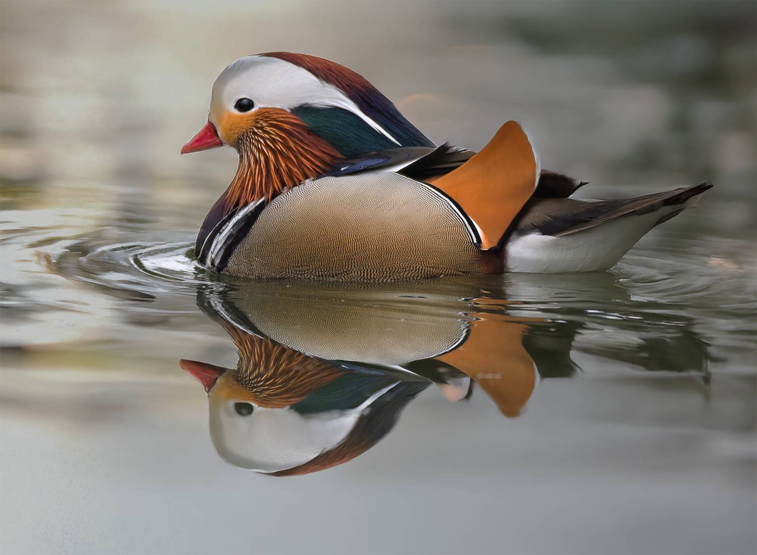 mandarin duck