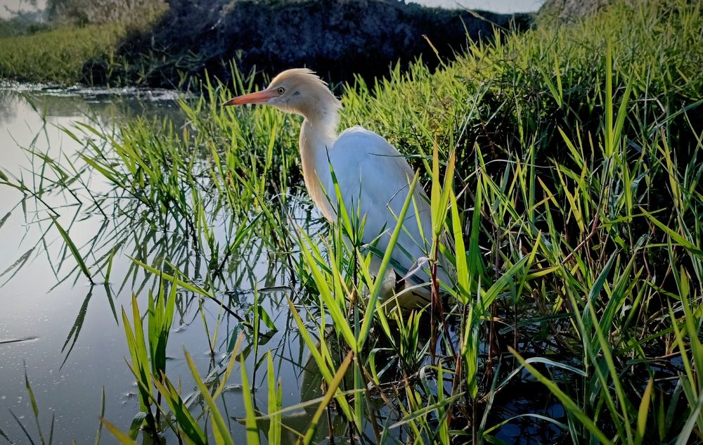 Photograph by Abdul Ghani