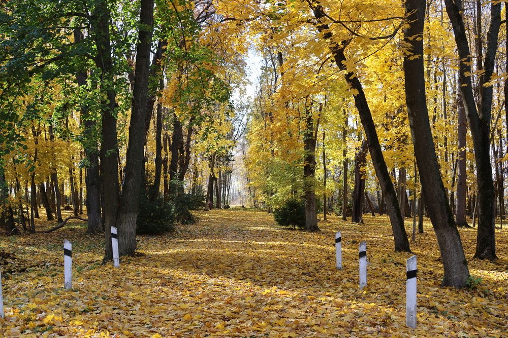 Краски осени