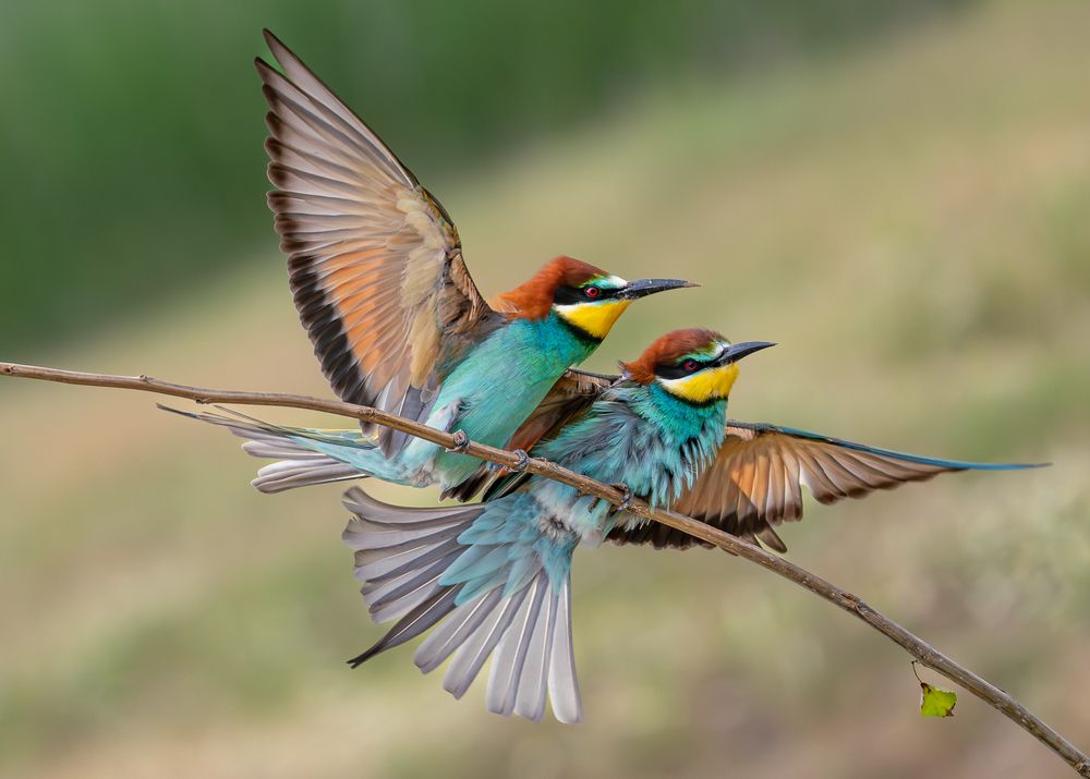 Photograph by Дорн Оксана