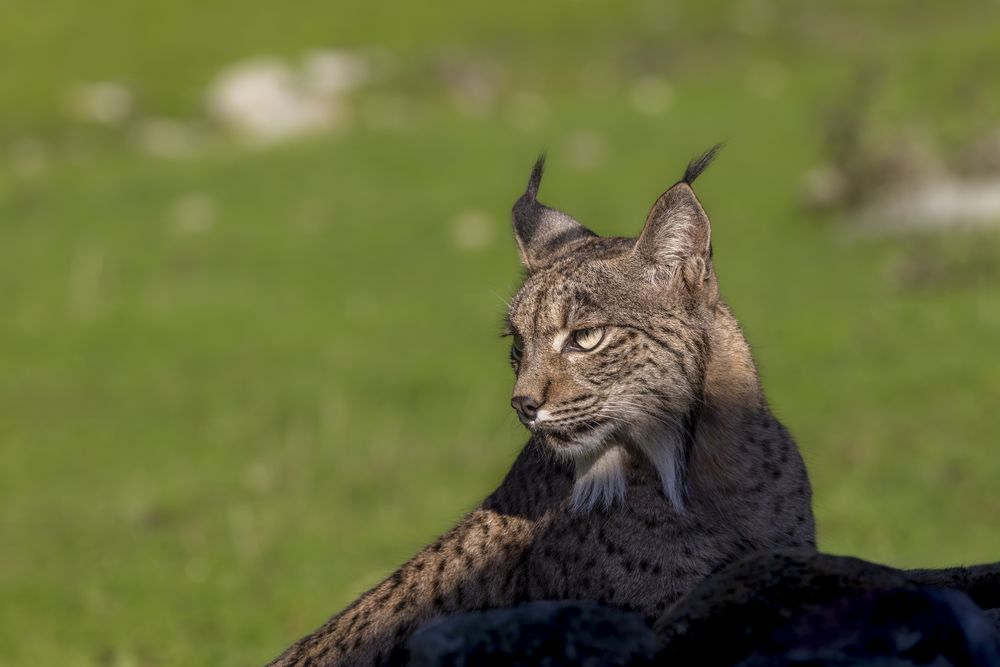 Iberian Lynx