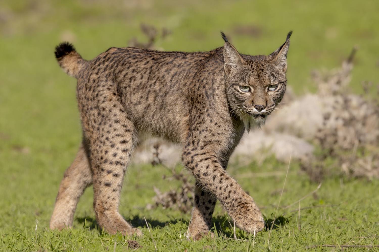 The iberian lynx