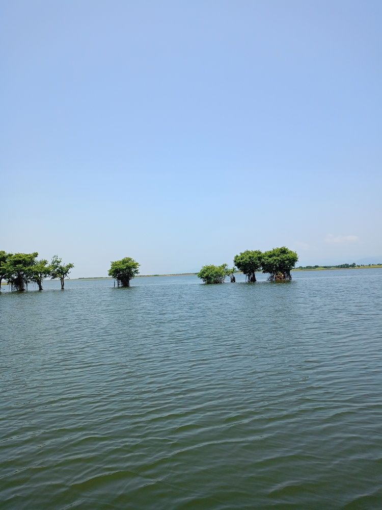 Trees That Swim