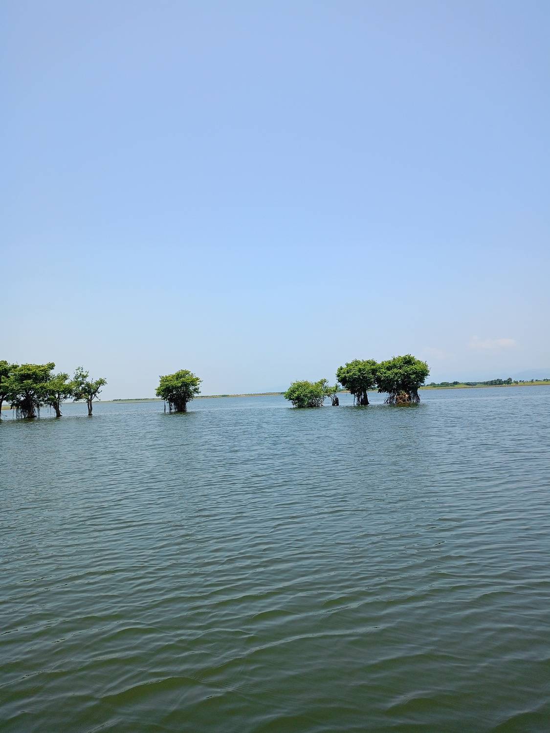 Trees That Swim