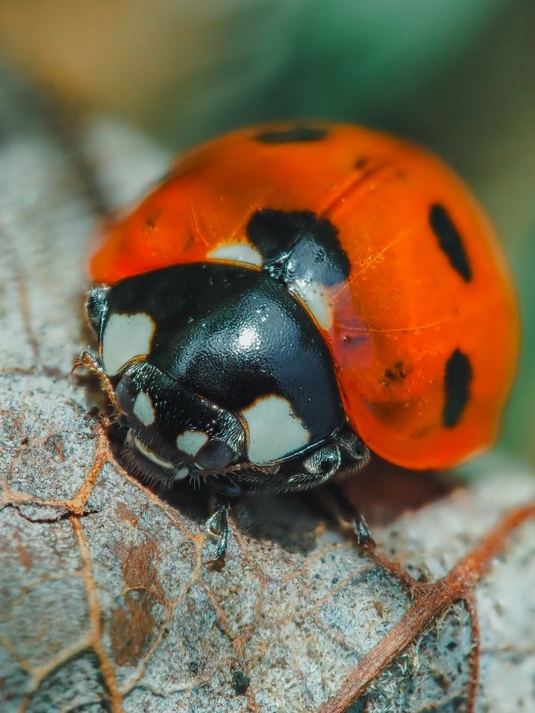 Photograph by Ирина Протченко