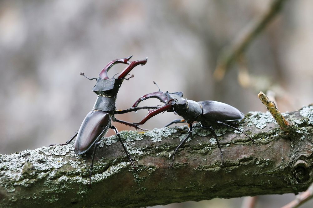Красавец редкий, блеск брони,  Ты в Красной книге, сохрани! (жук-олень)