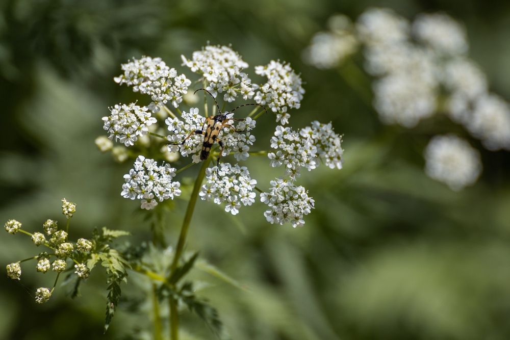 Фотография автора Ed Simon
