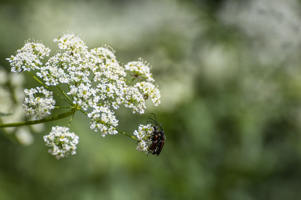 Фотография автора Ed Simon
