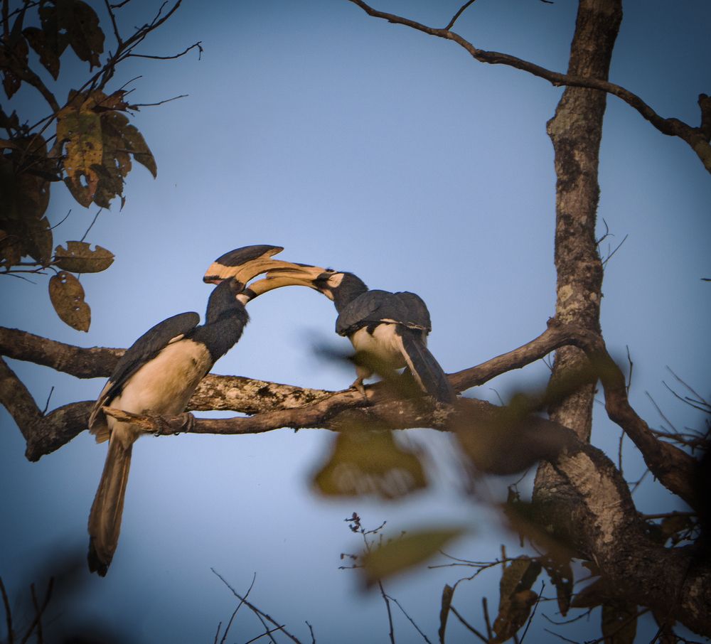 Photograph by Hirak Mitra