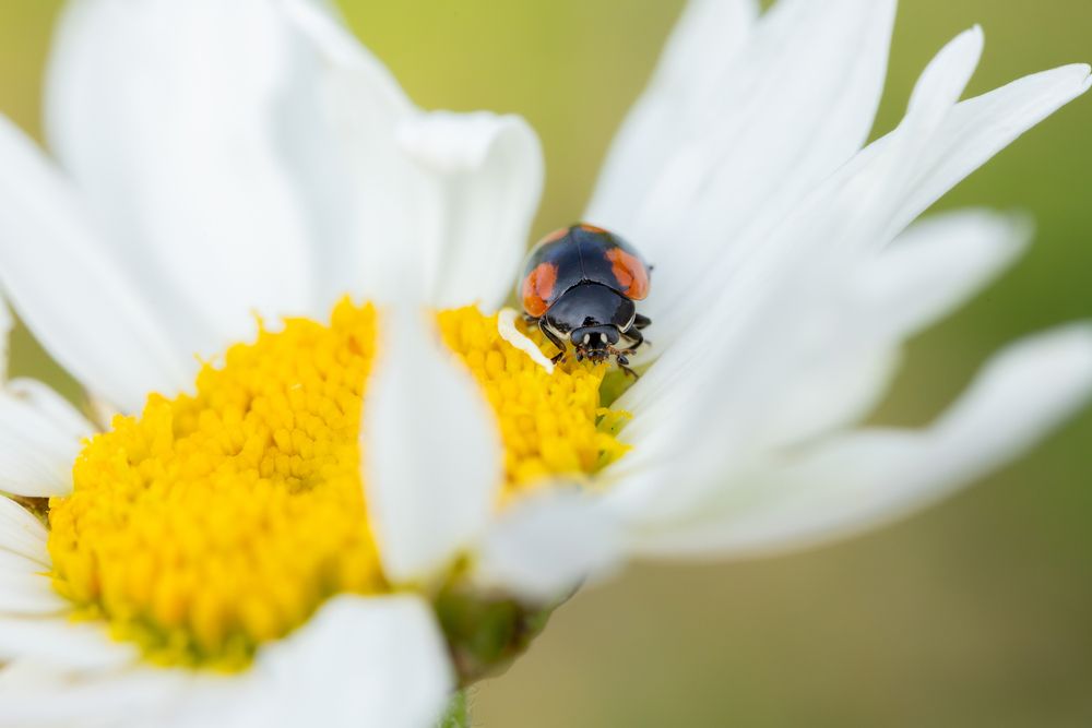 Photograph by Alexander Pakhomov