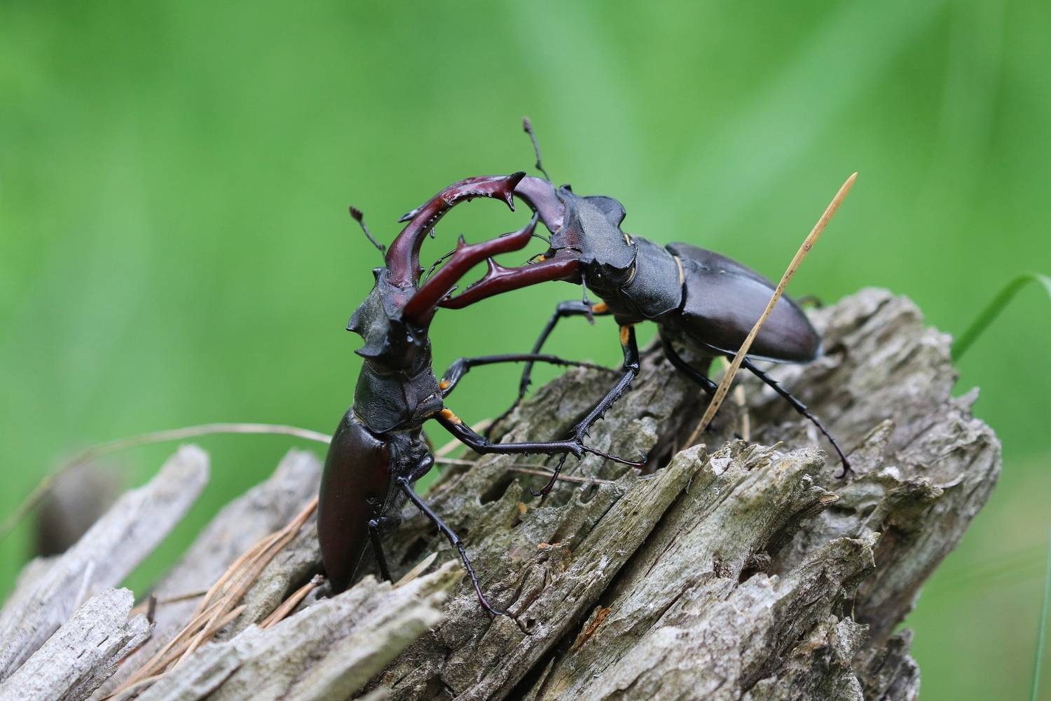 Вот дерутся на турнире два соперника жука...   (жук-олень)