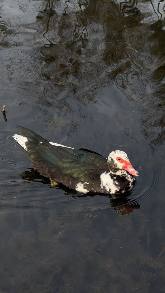 Photograph by Ольга Берлянд