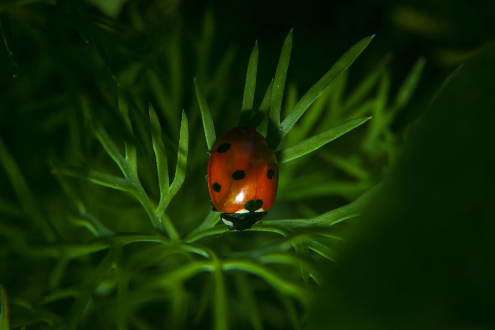 Photograph by Kirill Vladykin