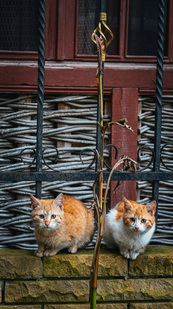 Photograph by Александра Ельникова