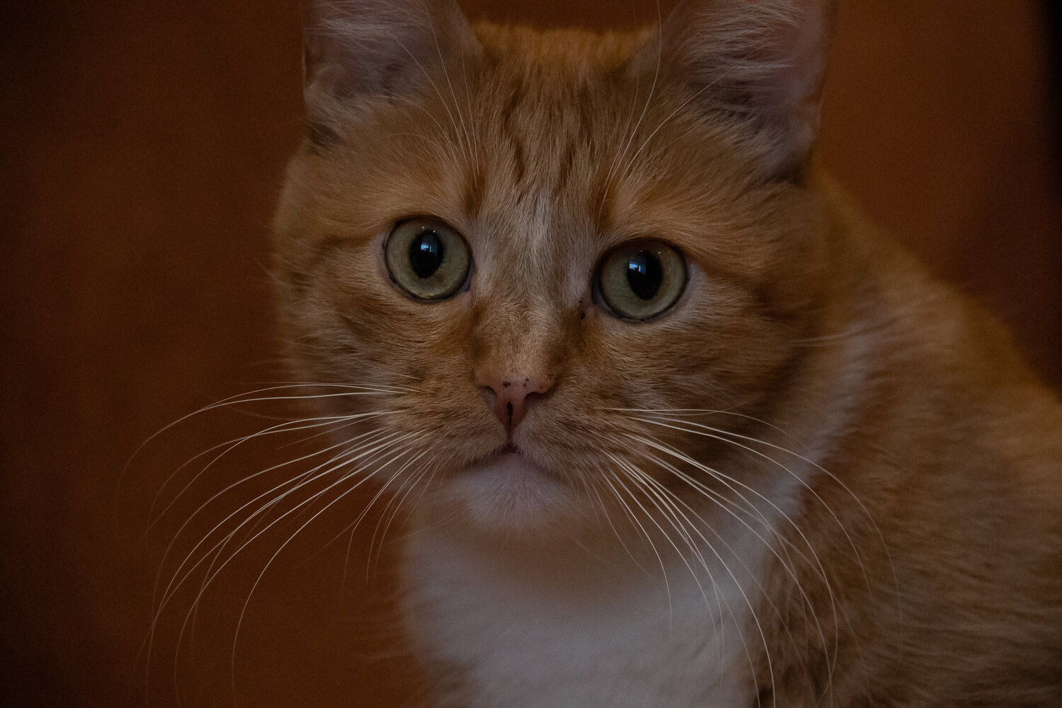 Photo #13286794