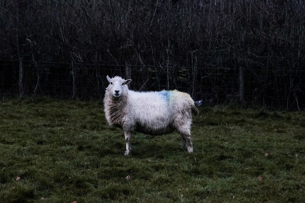 ‘Evening in the Field’ (2025) by Anne-Marie Cove