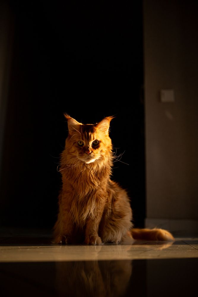 Persey the maine coon