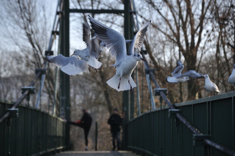 Photograph by Ildikó Mitsová