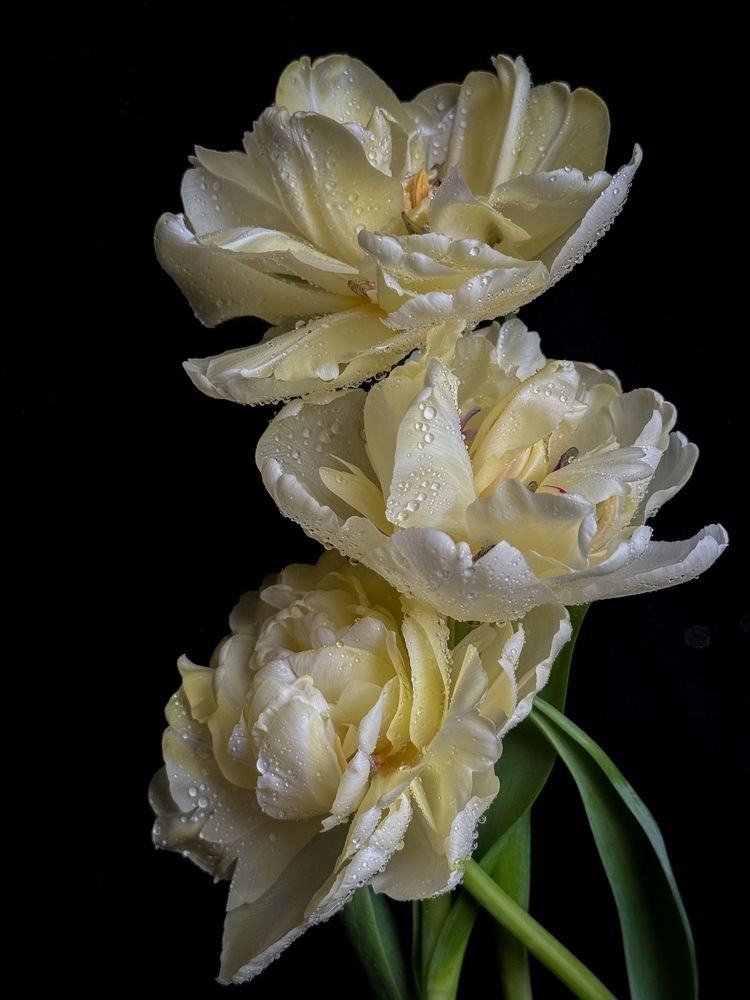 Photograph by Олена Уманцева