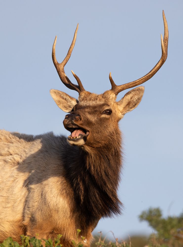 Elk territory