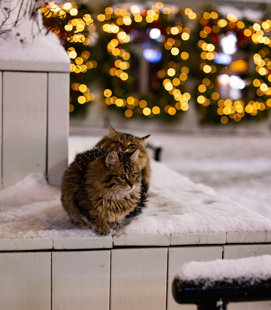 Christmas cats