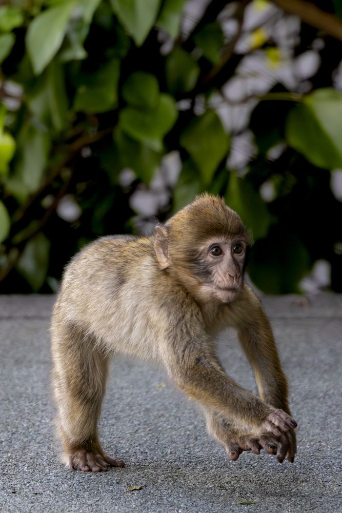 The monkeys of Gibraltar