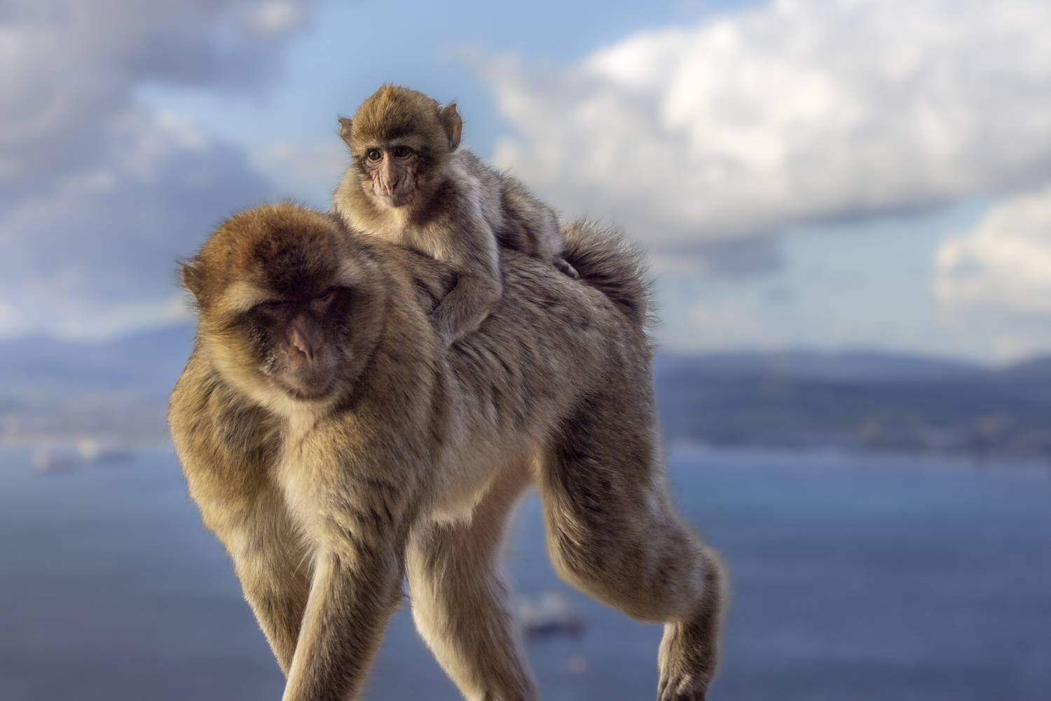 Фотография #13287367