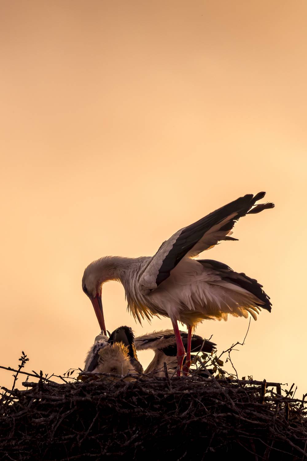 Sunset with the storks Sunset with the storks
